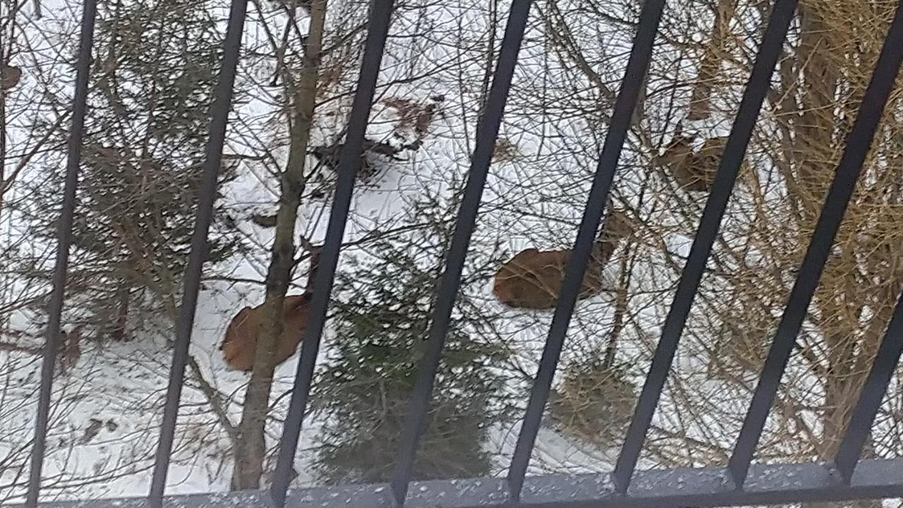 Apartmán Ostrý Vŕšok v Starom Smokovci Appartamento Vysoké Tatry Esterno foto